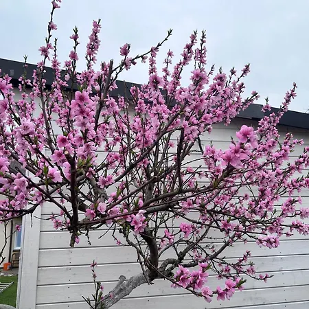 Maironio Apartamentai Lägenhet Palanga