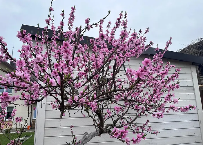 Maironio Apartamentai Апартаменты Паланга